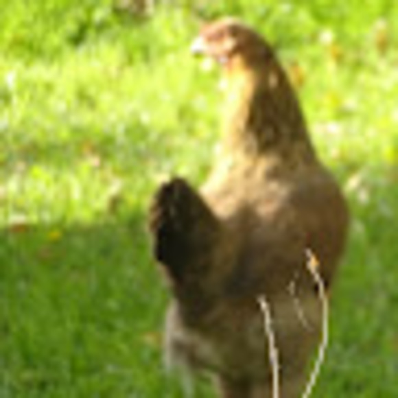 Meet your Posher, Vivia - Picture 1 of 1